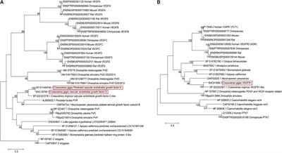 The Role of the Vascular Endothelial Growth Factor (VEGF) Signaling in Biomineralization of the Oyster Crassostrea gigas